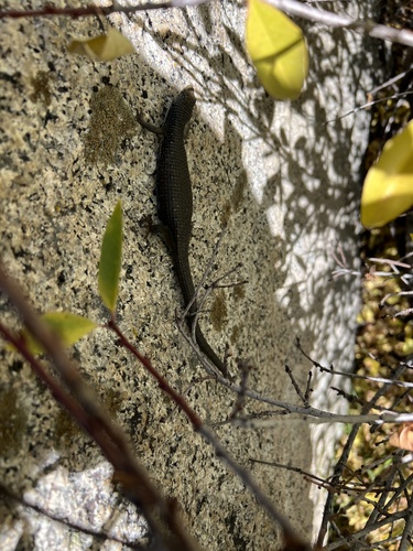 iNaturalist observation photo of Northern Alligator Lizard