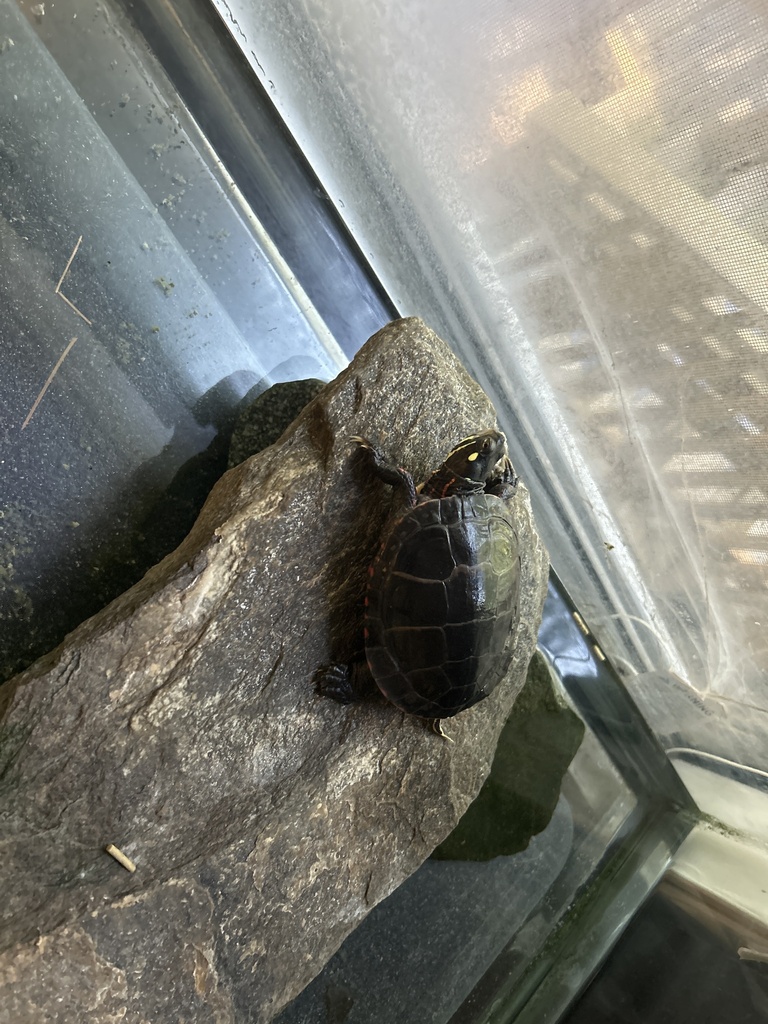 Pond and Box Turtles in October 2023 by Israel Valencia · iNaturalist