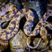 Northern Cat-eyed Snake - Photo (c) Laurent Hesemans, all rights reserved, uploaded by Laurent Hesemans