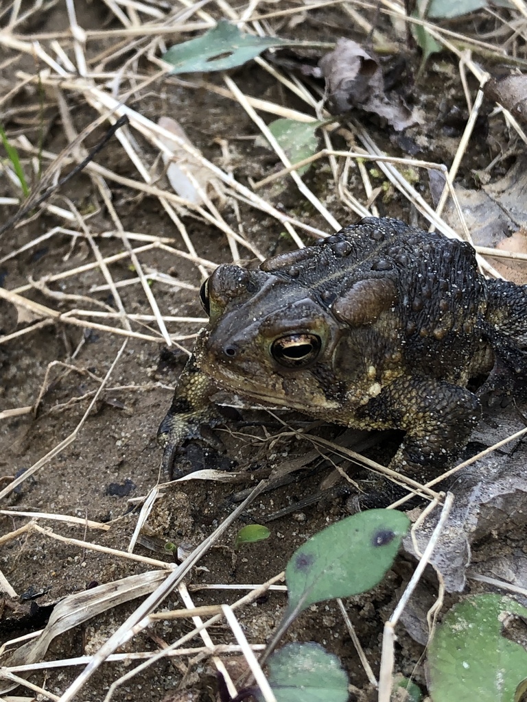 North American Toads From William B. Umstead State Park, Raleigh, NC ...