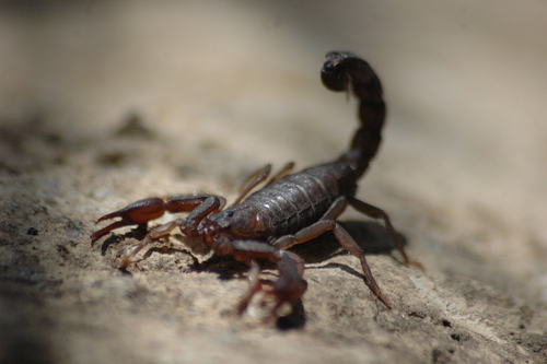 Mexican Scorpion