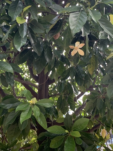 Magnolia silvioi image