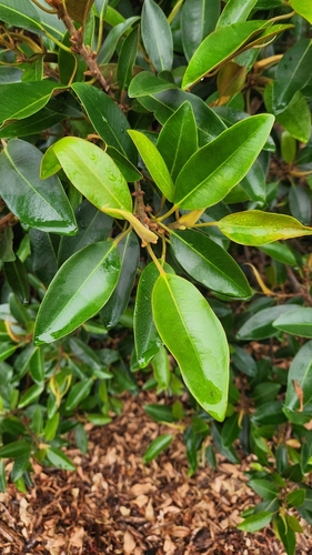iNaturalist observation photo of Figs