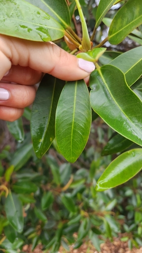 iNaturalist observation photo of Figs
