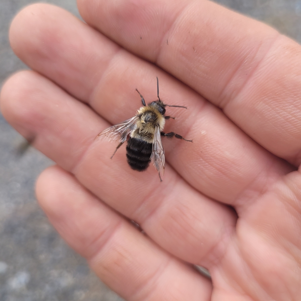 winged-and-once-winged-insects-from-spencerville-on-k0e-1x0-canada-on