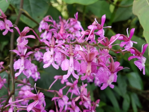 Epidendrum