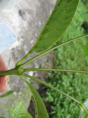 Image of Weinmannia balbisiana
