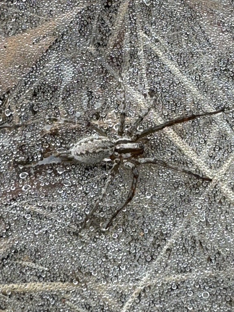 Desert Grass Spider from Caminito del Pasaje, San Diego, CA, US on ...