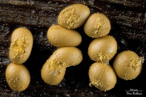 Trichia varia