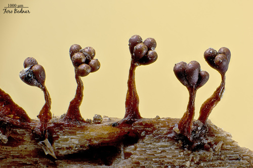 Metatrichia
