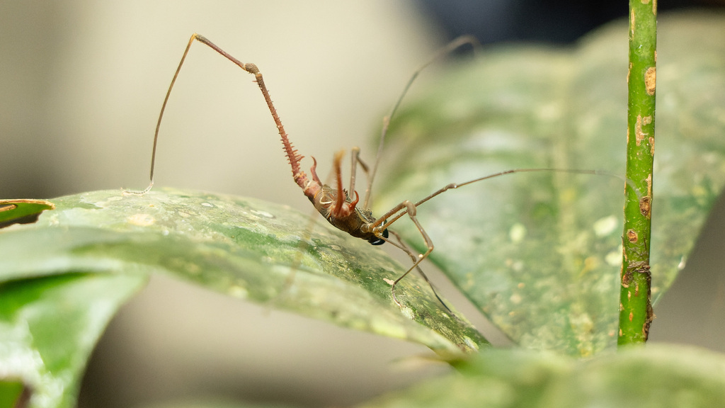 Gonyleptoidea from São Fidélis State of Rio de Janeiro, Brazil on