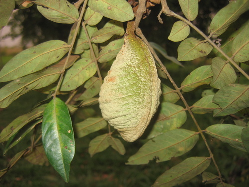 Swartzia acreana