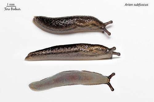 Arion fuscus