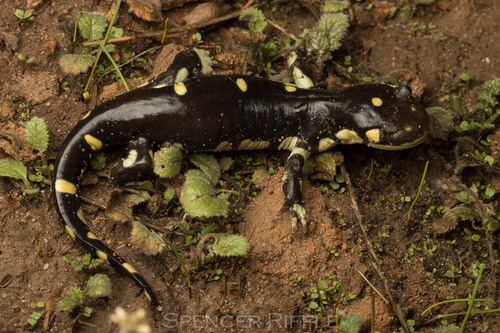 California Tiger Salamander