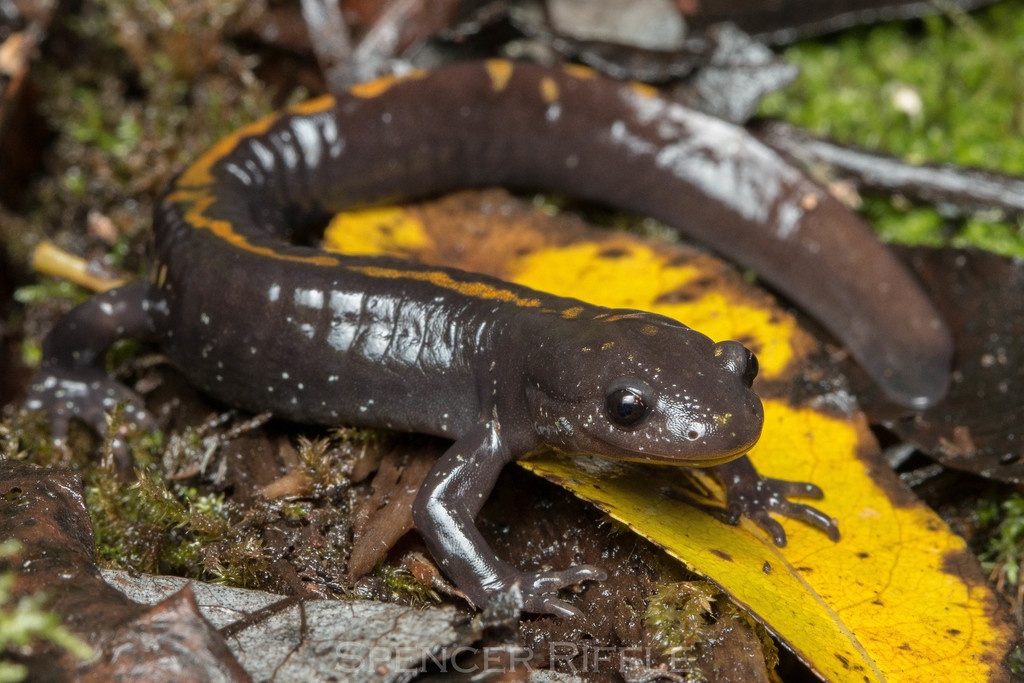 Santa Cruz Long toed Salamander Subspecies Ambystoma