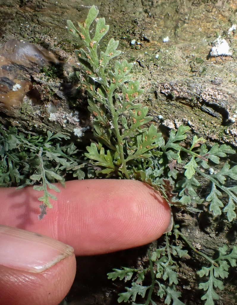 mountain-spleenwort-from-york-county-pa-usa-on-september-22-2023-at