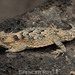 Desert Horned Lizard - Photo (c) spencer_riffle, all rights reserved