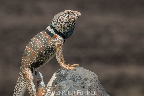 Desert Collared Lizard