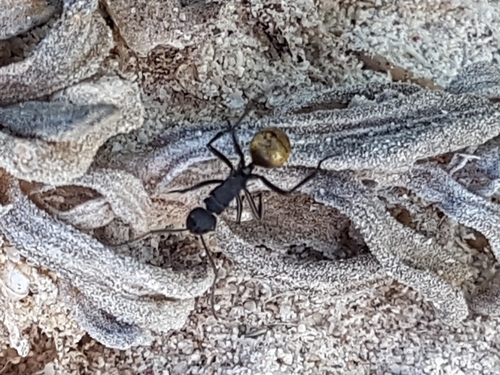 Polyrhachis ammonoeides