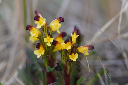 red-tipped lousewort