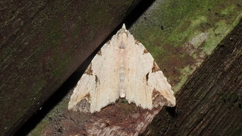 Oglasa costimacula Wileman, 1915