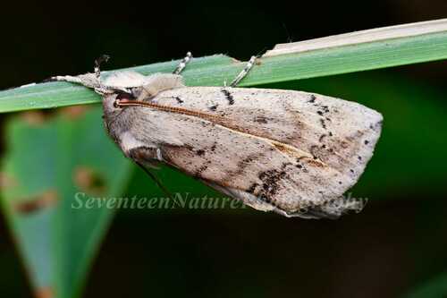 Besaia rubiginea