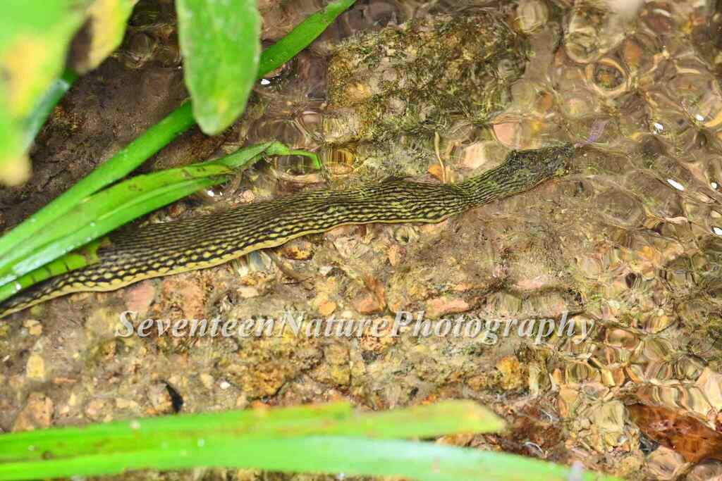 Sichuan Mountain Keelback from 中国福建省南平市光泽县 on October 2, 2023 at 11:06 ...