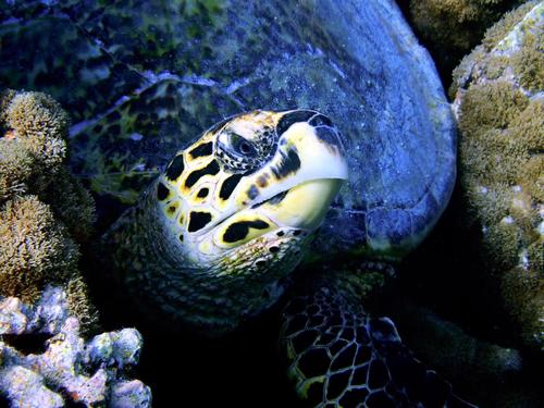 Hawksbill Sea Turtle — seen at this dive site