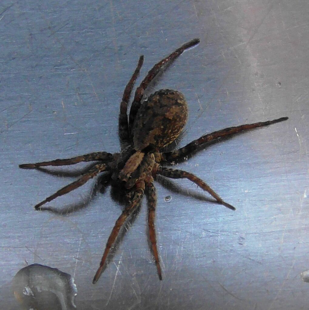 Wolf Spiders from Watsonville QLD 4887, Australia on October 17, 2023