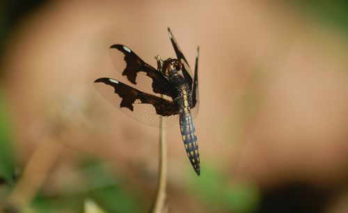 Portia Widow