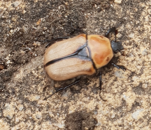 Diaphonia xanthopyga