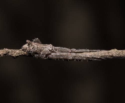 Tmarus piochardi · iNaturalist