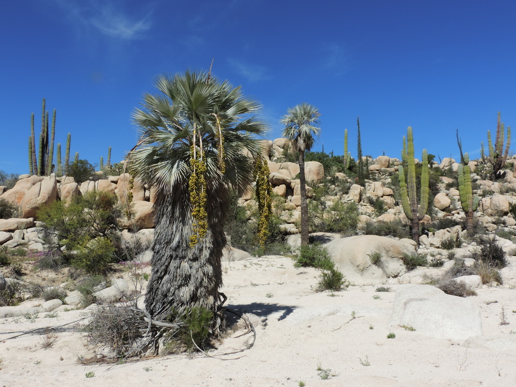 Blue hesper palm