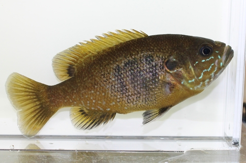 Green Sunfish