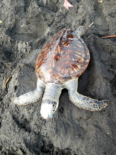 Green Sea Turtle
