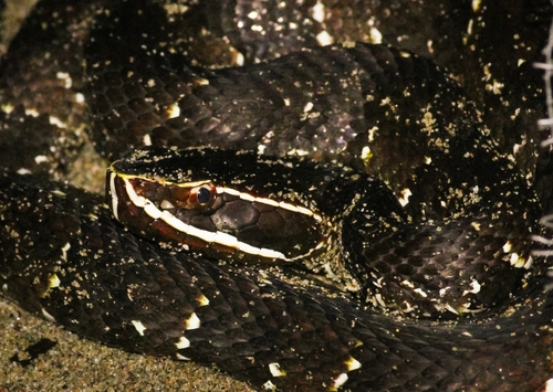 Mexican Cantil (Agkistrodon bilineatus)