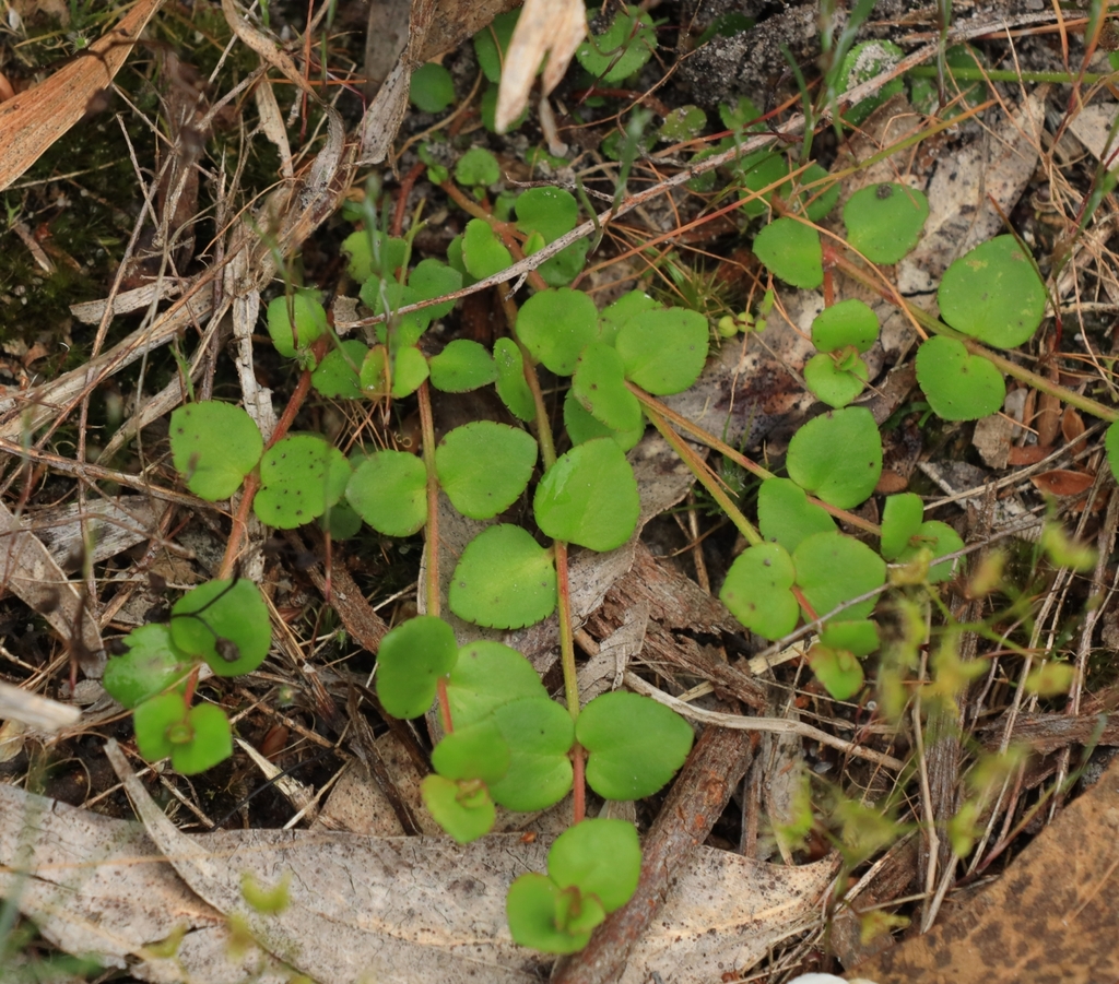 creeping raspwort from Barretts Rd/Robinsons Rd, Langwarrin VIC 3910 ...