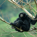 Siamang - Photo (c) Mark Whiten, all rights reserved, uploaded by Mark Whiten