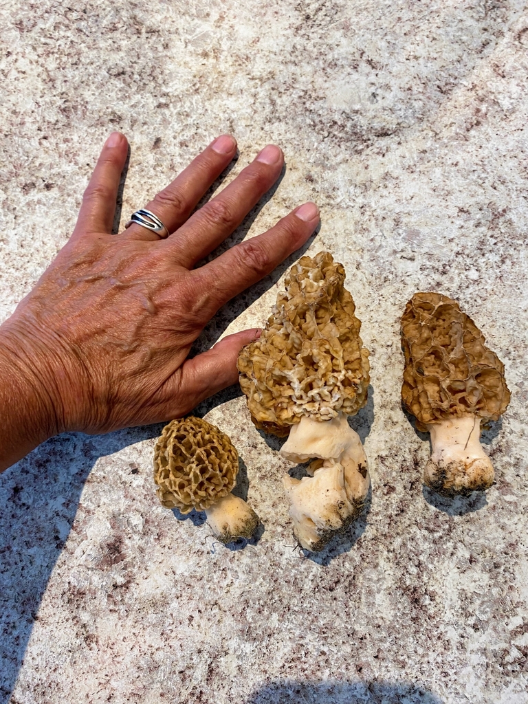 true morels from Division No. 8, CAAB, CA on May 24, 2023 by Linda