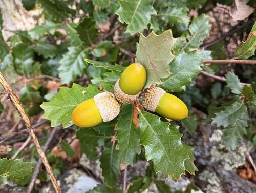 Portuguese oak