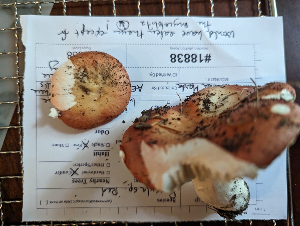 brittlegills from Waltham Street, Lexington, MA 02421, USA on October ...
