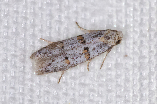 Symmocoides oxybiella (Millière, 1872)