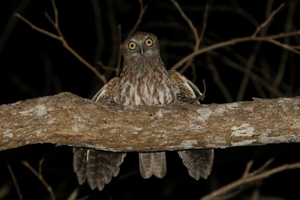 Rote Boobook (Ninox rotiensis) photo