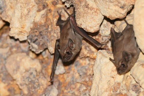Indonesian Tomb Bat (Taphozous achates) — Data Deficient Mammalia