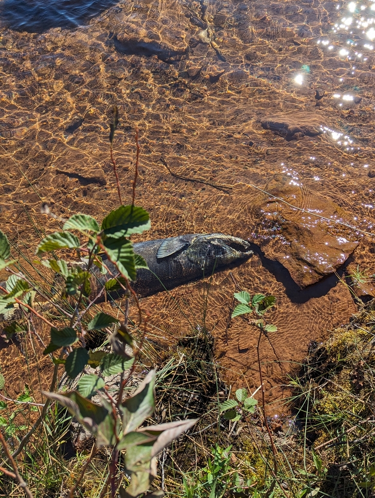 Chinook Salmon from Sault Ste. Marie, MI 49783, USA on October 14, 2023 ...