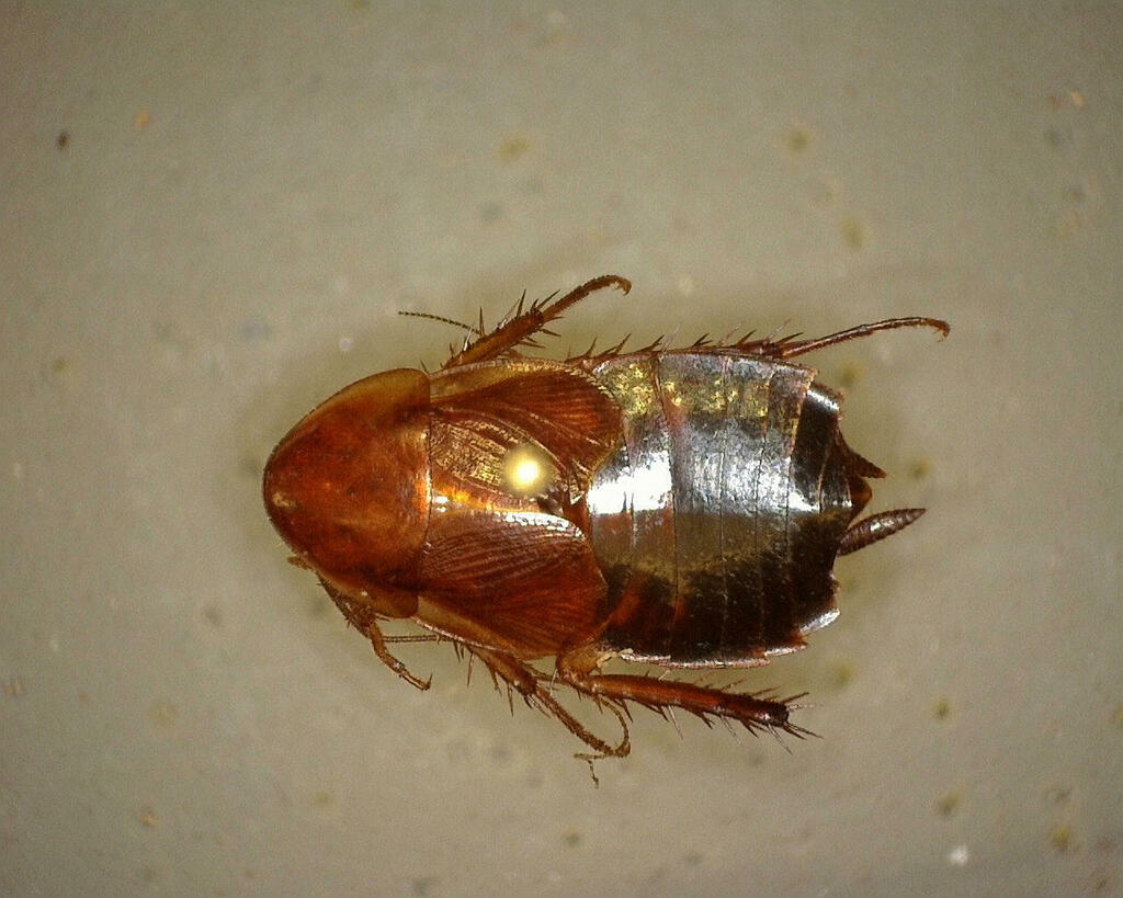 North American Wood Cockroaches From Kimble County TX USA On June 27   Large 