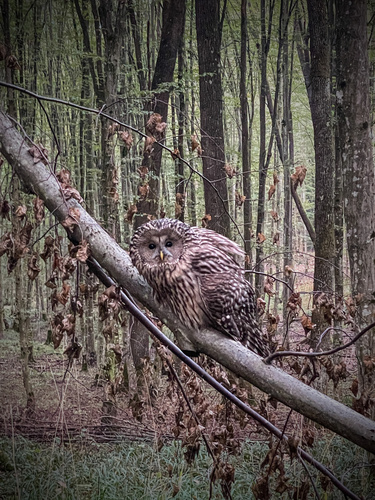 Ural Owl