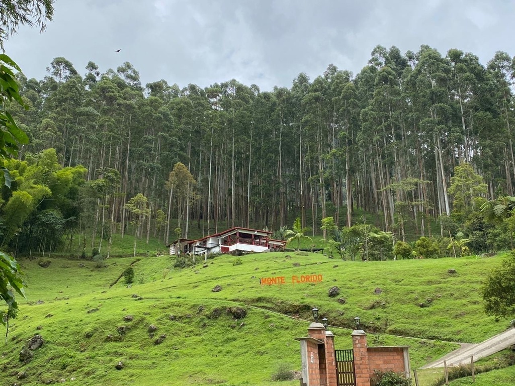 Quindio Wax Palm In June 2023 By Esneider Mosquera Cataño · Inaturalist