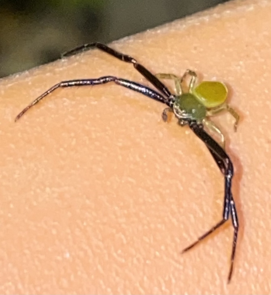 Crab Spiders from Las Vegas, Santa Bárbara, HN on October 17, 2023 at