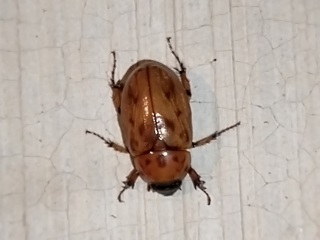 Cyclocephala lunulata from C92R+H4, 80780 La Seca, Sin., México on ...